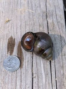 Snail, ventral side up. Coin for scale.