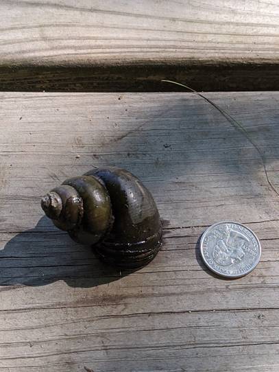 Suspicious snail, dorsal side up, with coin for scale.