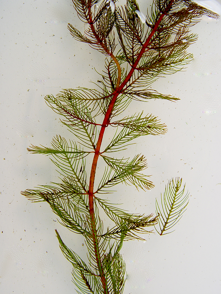 Milfoil in tray