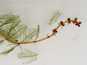 Milfoil in tray with flower buds