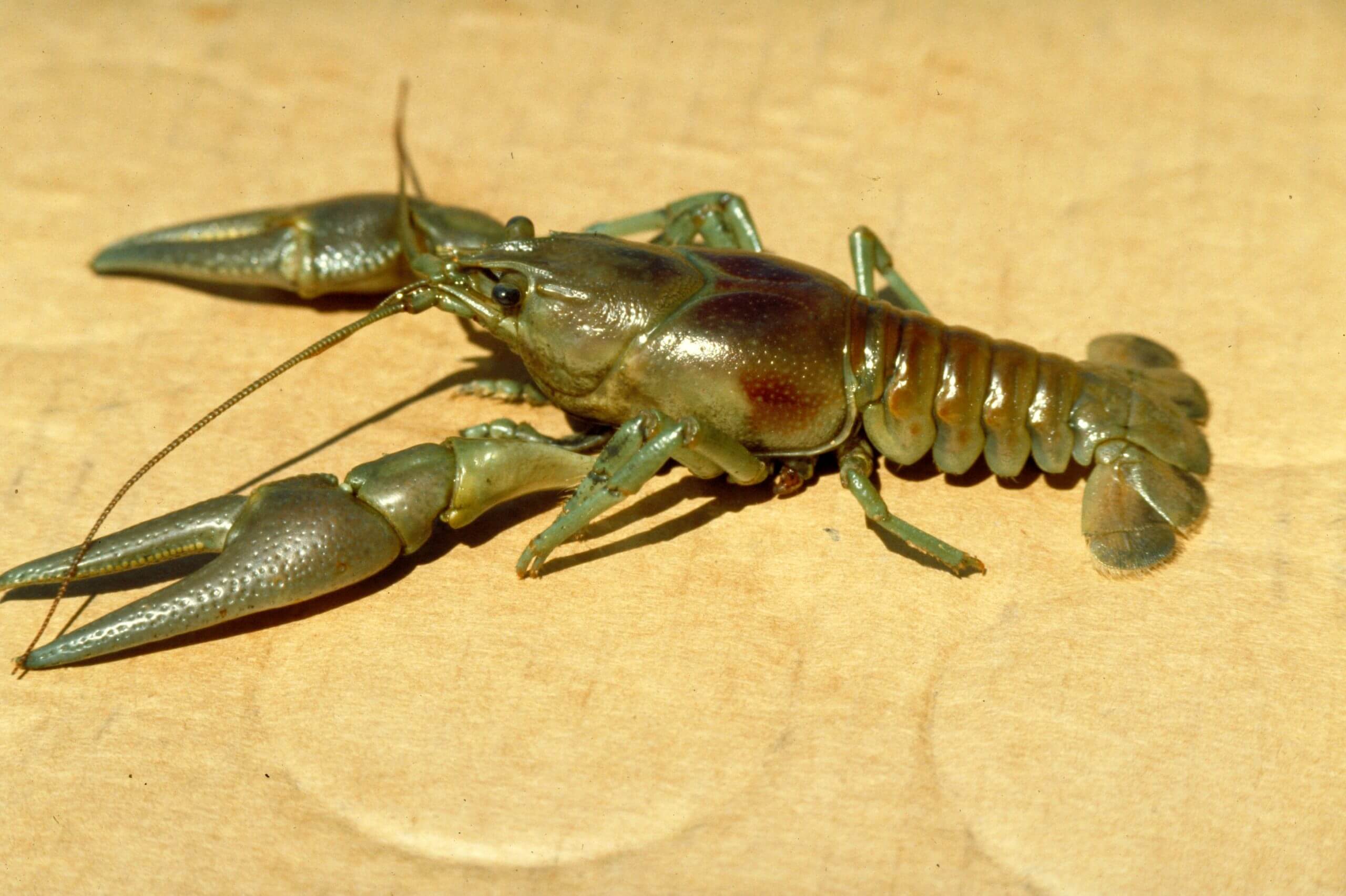 Crayfish - Lake Stewards of Maine