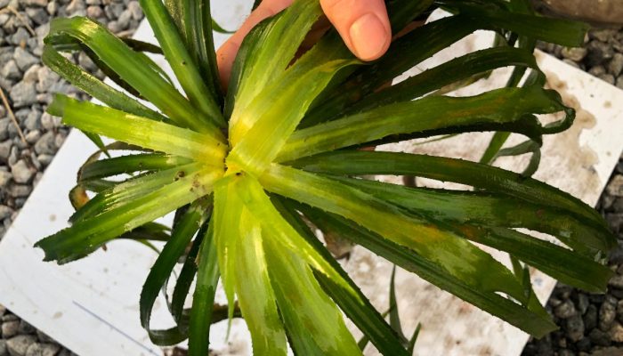 Basal Rosette Plants