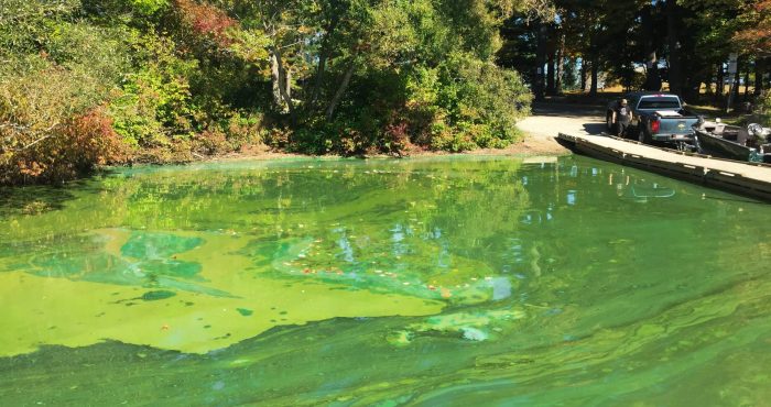 Cyanobacteria