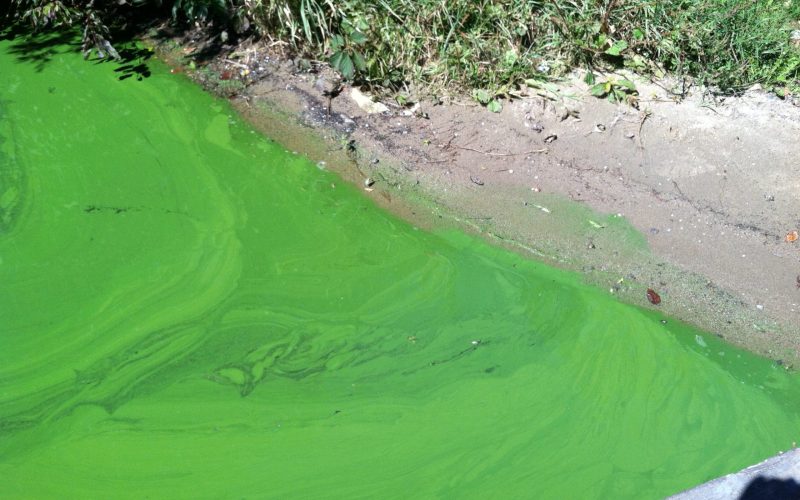 Microcystis_2013