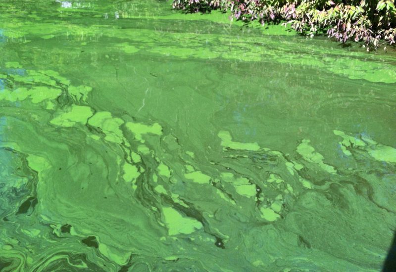 Microcystis_2013_2