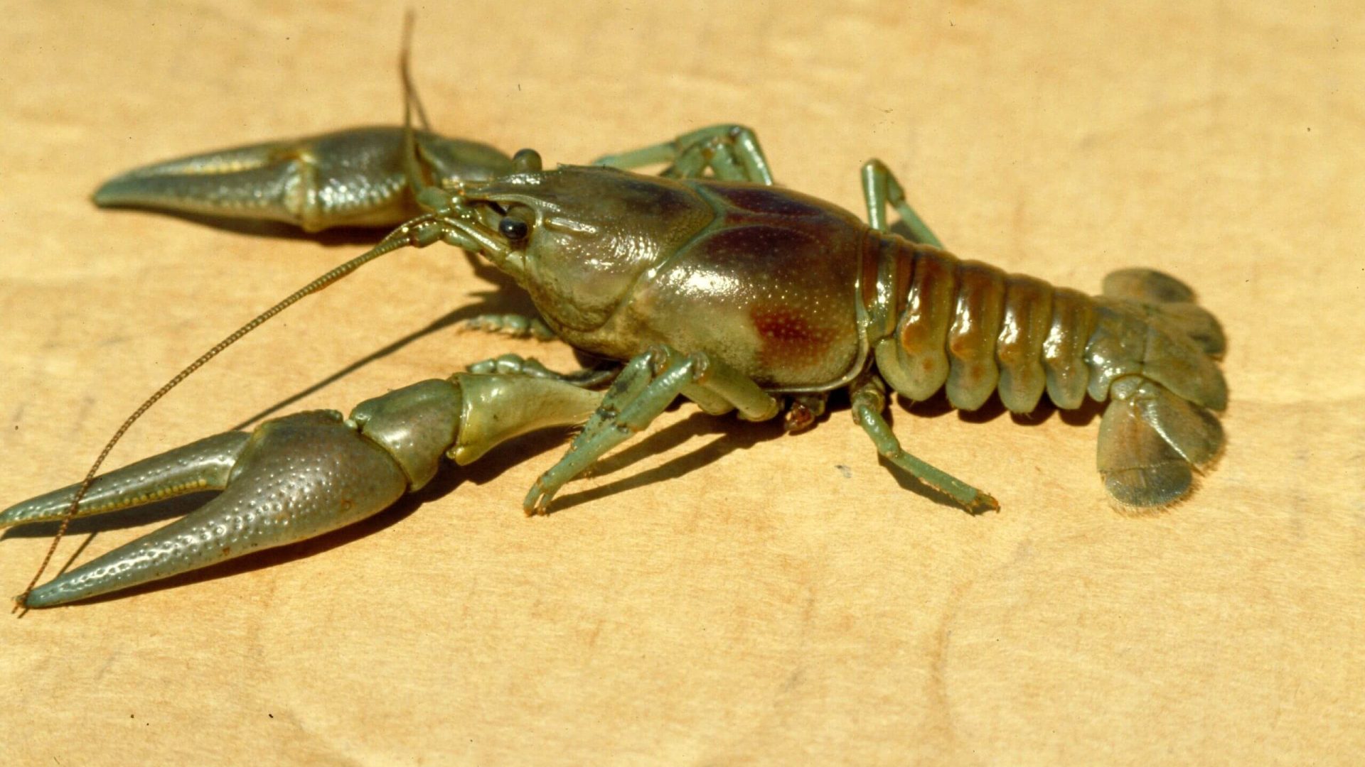 RustyCrayfish_JGunderson RustyCrayfish_JGunderson