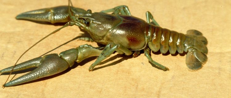 RustyCrayfish_JGunderson